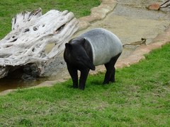 Tapirus indicus