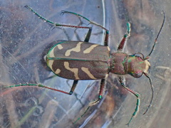 Cicindela tranquebarica vibex