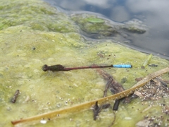 Oxyallagma dissidens