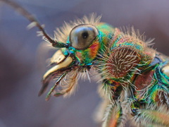 Cicindela tranquebarica vibex