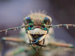 Cicindela tranquebarica vibex