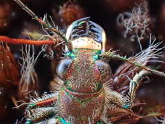 Cicindela tranquebarica vibex