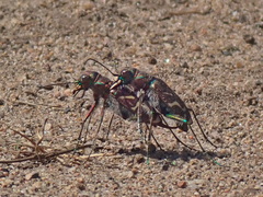 Cicindela tranquebarica vibex