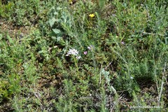 Iberis pectinata