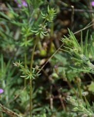 Galium divaricatum