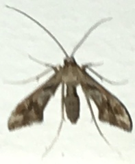 Lineodes integra