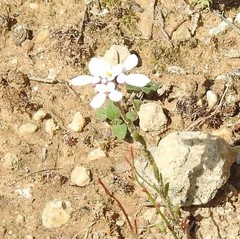 Iberis pectinata
