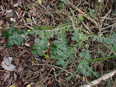Dovyalis rhamnoides
