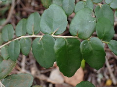 Dovyalis rhamnoides