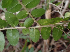 Dovyalis rhamnoides