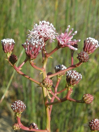 King Spiderhead (Serruria williamsii)