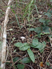 Habenaria arenaria