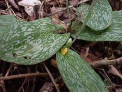 Habenaria arenaria