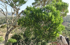 Euclea schimperi daphnoides