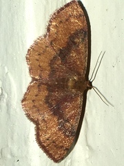 Leptostales rubromarginaria