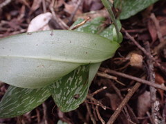 Habenaria arenaria