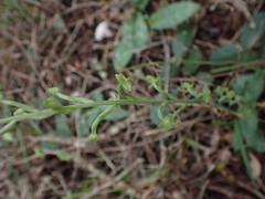 Habenaria arenaria