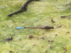 Oxyallagma dissidens