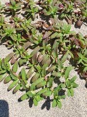 Pectis multiflosculosa