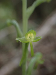 Habenaria arenaria