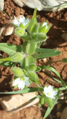 Cerastium dichotomum