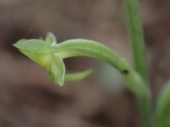Habenaria arenaria