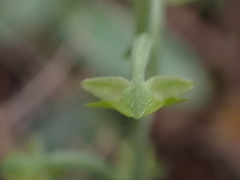 Habenaria arenaria