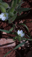 Cerastium dichotomum