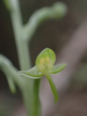 Habenaria arenaria