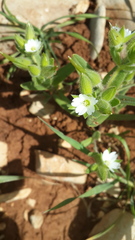 Cerastium dichotomum