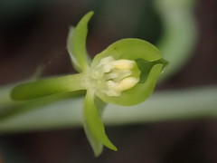 Habenaria arenaria