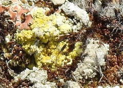 Gyalolechia desertorum