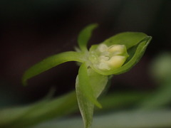 Habenaria arenaria