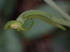 Habenaria arenaria