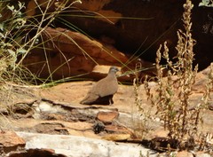 Petrophassa albipennis