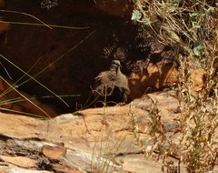 Petrophassa albipennis