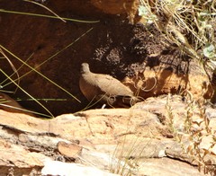 Petrophassa albipennis