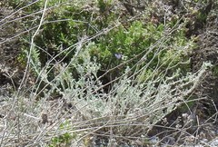 Gypsophila struthium