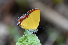 Heliophorus epicles