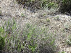 Gypsophila struthium