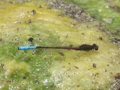 Oxyallagma dissidens