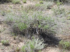 Gypsophila struthium