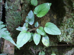 Ainsliaea fragrans