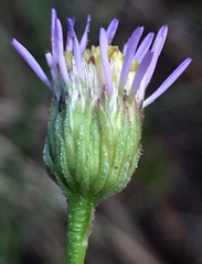 Erigeron foliosus