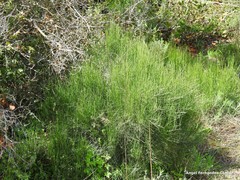 Ephedra fragilis fragilis