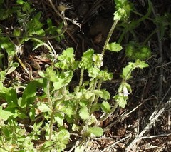 Campanula erinus
