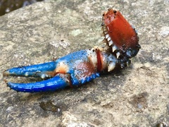 Euastacus woiwuru