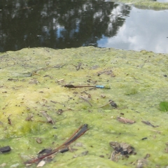 Oxyallagma dissidens