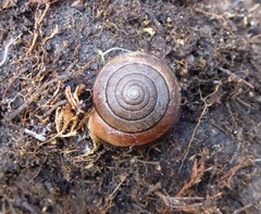 Helminthoglypta exarata