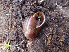 Helminthoglypta exarata